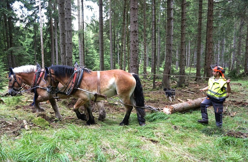 Stärkere Holzstämme zieht der erfahrene Pferderücker Jens Nattermann mit einem Gespann an die Rückegasse  aus Gründen des Tierwohls (Foto: Horst Sproßmann)