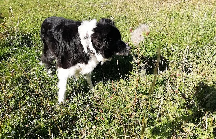 Jetzt hat er den Sommer wiedergefunden: nnz-Wetterhund aus Sophienhof (Foto: W.Jörgens)