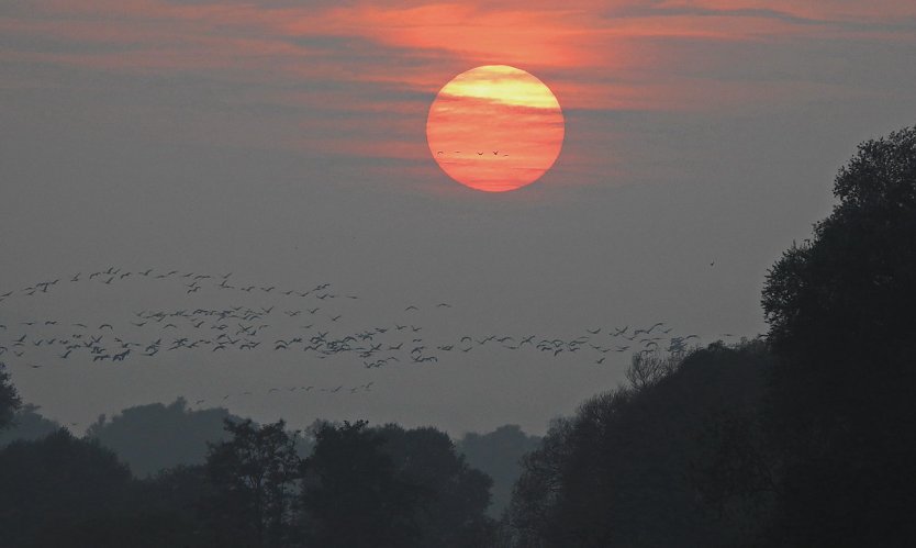 Mitstreiter für Kranichzählung gesucht (Foto: Manfred Wagner)