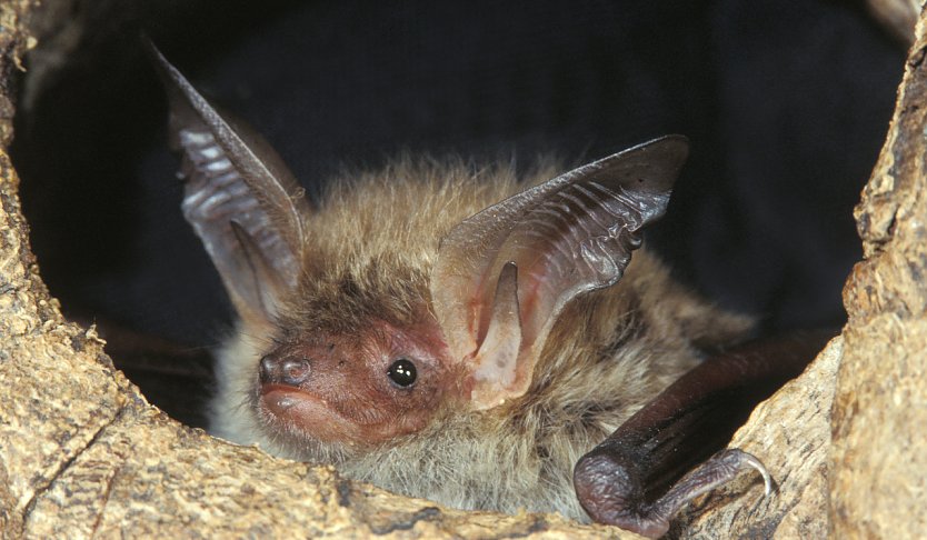 Fledermaus  (Foto: Thomas Stephan)