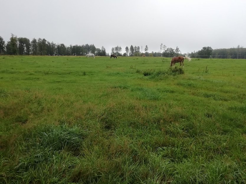 Grau ist der Himmel heute über Sophienhof (Foto: W. Jörgens)