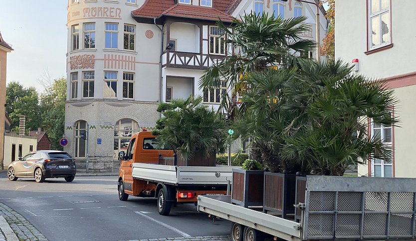 Exotische Pflanzen verlassen die Bad Langensalzaer Altstadt vorübergehend. (Foto: oas)