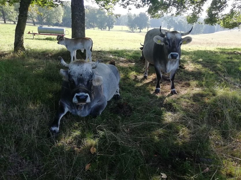 Bei 16 Grad und leichtem Wind genießen die Kühe den Sommer auf der Sophienhofer Weide (Foto: W. Jörgens)