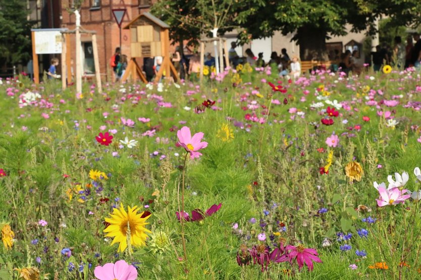 Sommerblüte in Hesserode (Foto: agl)