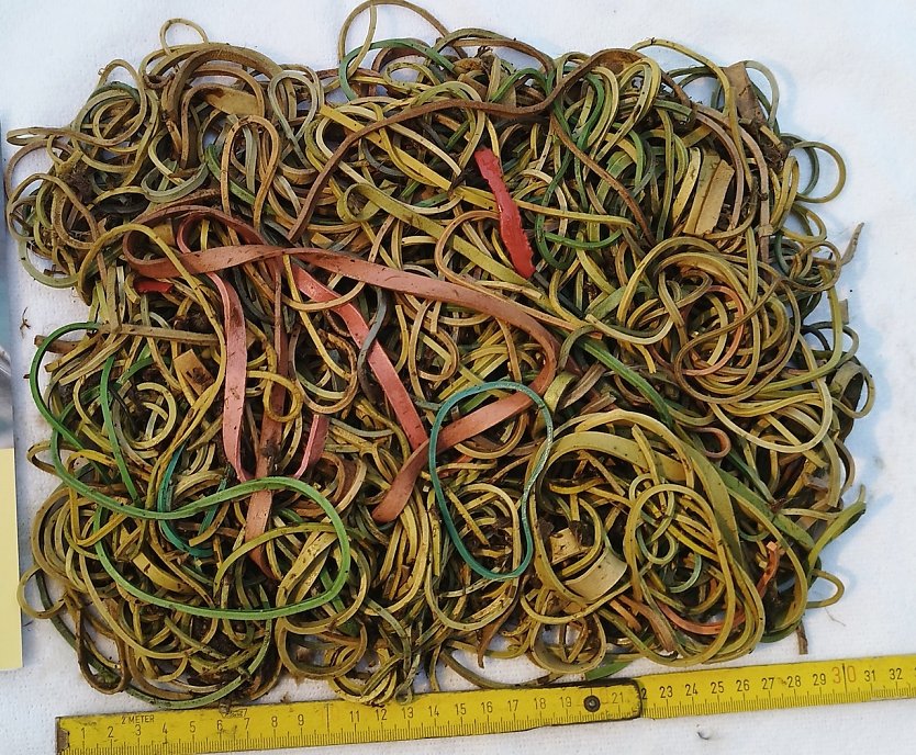 Bei dem Jungstorch aus Bad Dürrenberg wurde die tödliche Menge von rund 600 Gramm Gummibändern im Magen festgestellt. (Foto: Karsten Peterlein/NABU Leipzig)