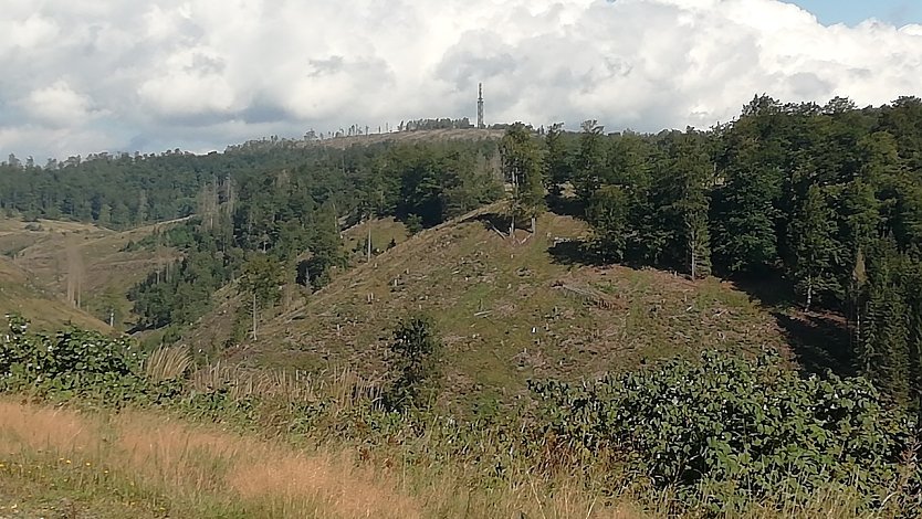 16 Grad, leichter Wind und Sonne heute in Sophienhof im Harz (Foto: W.Jörgens)