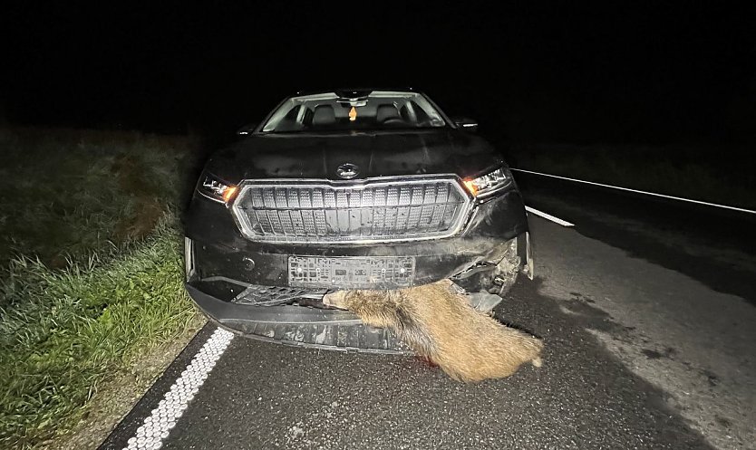 Verkehrsunfall mit Wildschwein (Foto: S.Dietzel)