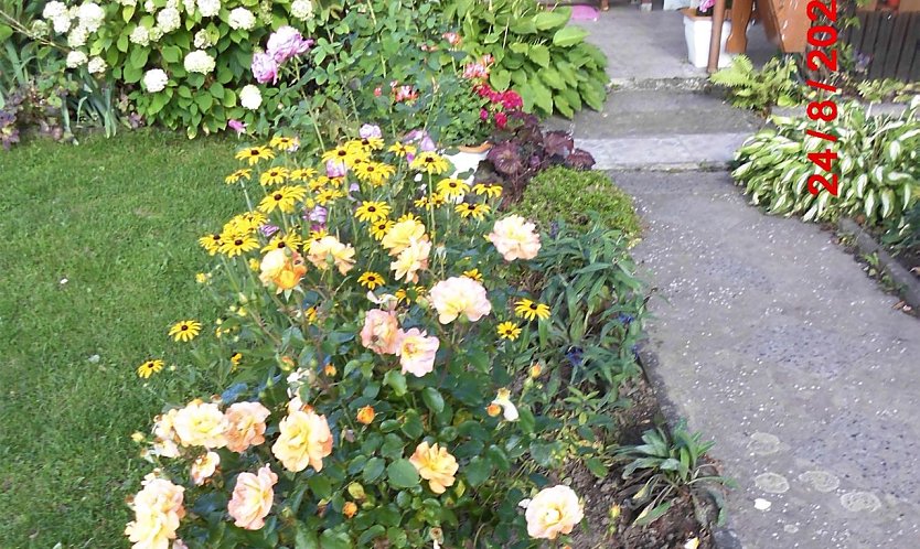 Rosen blühen auch im September (Foto: W. Schumann)