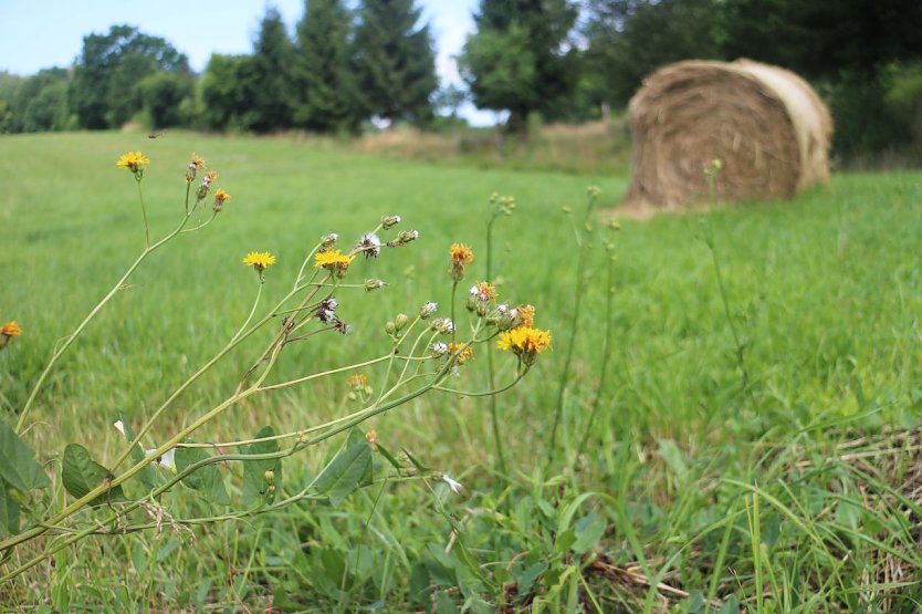 Wetterbild (Foto: agl)