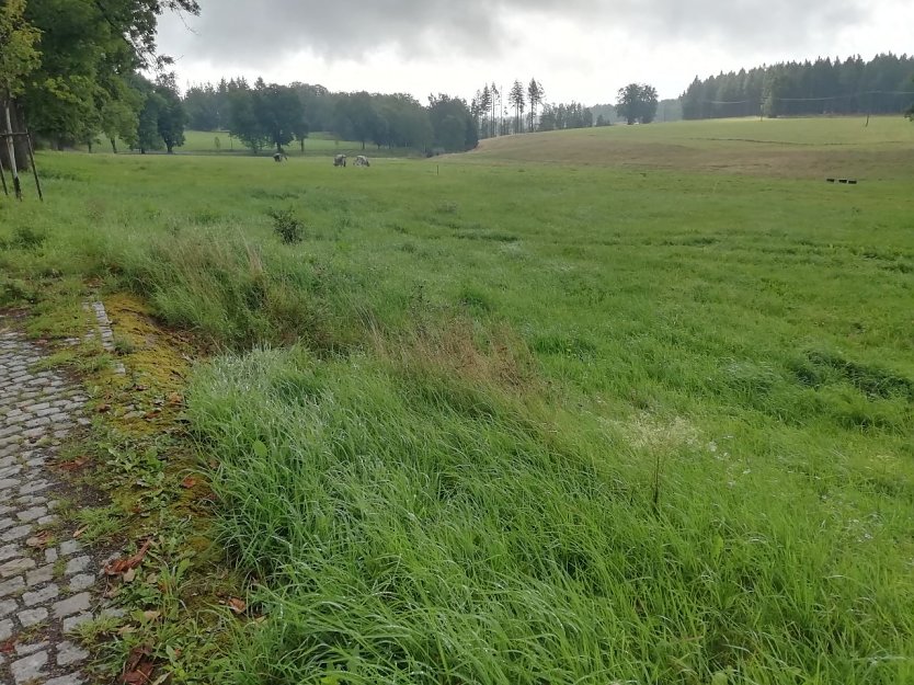 8 Grad, Wind und Nieselregen in Sophienhof heute morgen -  ist denn schon Herbst? (Foto: W. Jörgens)