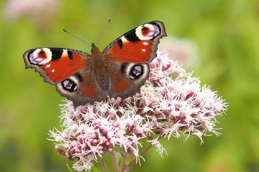 Das Tagpfauenauge und andere Schmetterlinge haben sich rar gemacht im Sommer (Foto: Erwin Hangmann)