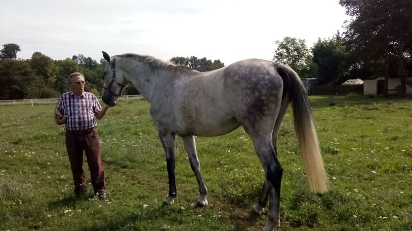 Wilfried Forst mit seiner  Deutschen-Sportpferd-Zuchtstute „Landmaid“. Mit einer Widerristhöhe von 1,75 Meter präsentiert sie sich stolz ihrem Besitzer. (Foto: Kurt Frank)