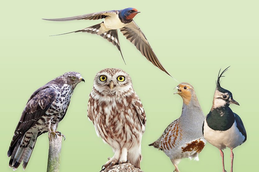 Wählen Sie den Vogel des Jahres 2024 (Foto: Bildautoren (v.l.n.r.): Marcus Bosch, M. Schäf, M. Schäf, Willi Rolfes, Hans Clausen/LBV.)