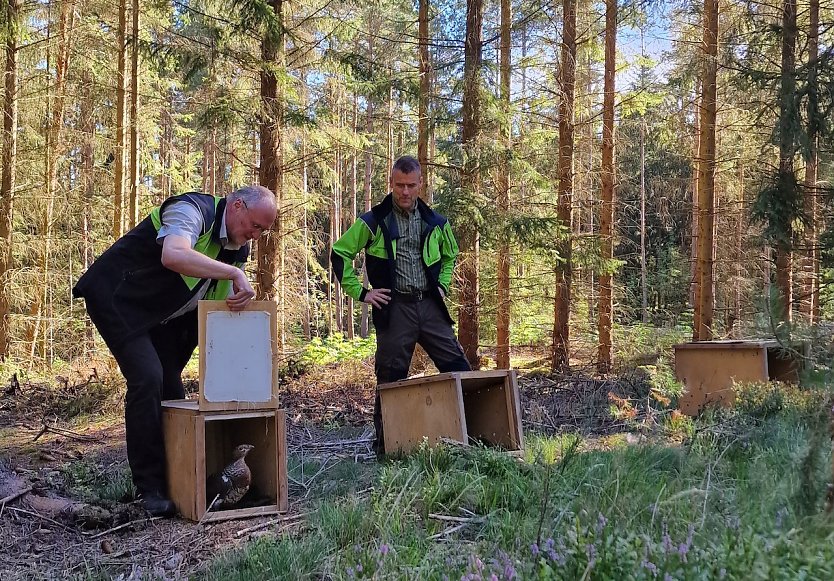 ThüringenForst-Vorstand Volker Gebhardt (l.) und Mario Amme zeigen bei Gehren einer Auerhenne den Weg in die Freiheit (Foto: ThüringenForst)