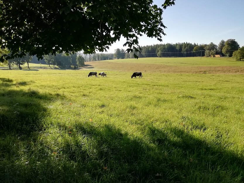 Ein wunderbaren Sommertag erwartet man heute auch in Sophienhof (Foto: W. Jörgens)