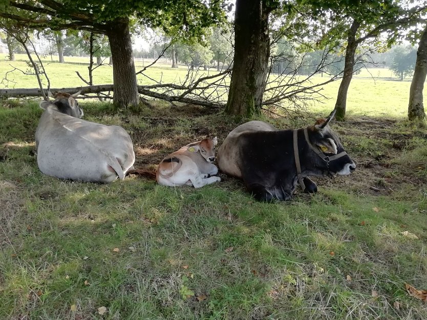 Noch lässt es sich auch auf den Harzer Höhen im Schatten besser aushalten (Foto: W. Jörgens)