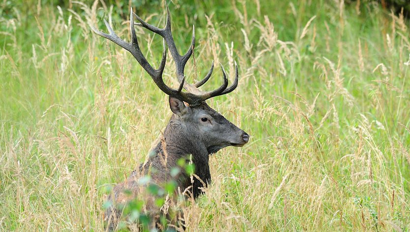 So eine imposante Erscheinung der Rothirsch auch ist  er ist ein ausgesprochen scheues Fluchttier und stellt für die Waldbesuchenden keine Gefahr dar (Foto: Andreas Knoll)