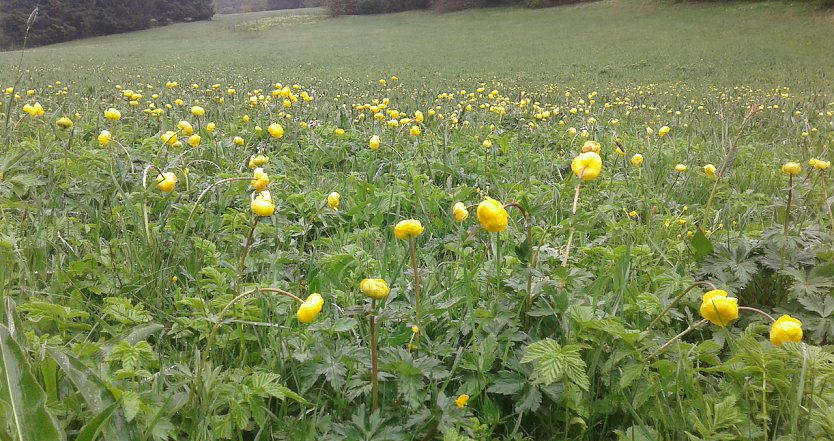 Die Trollblume (Trollius europaeus) war einst nicht selten auf den Südharzer Bergwiesen: Das gesetzlich geschützte und gefährdete Hahnenfußgewächs reagiert empfindlich auf zu intensive Beweidung, zu frühe Mahd, aber auch auf fehlende Bewirtschaftung. Mehrere Fundstellen im Raum Rothesütte konnten in den vergangenen zehn Jahren nicht mehr bestätigt werden.  (Foto: B.Schwarzberg)