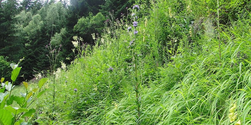 Einst kam auch die Borstige Glockenblume (Campanula cervicaria) in den lichten Wäldern des Alten Stolbergs vor. Heute ist sie in Thüringen und deutschlandweit vom Aussterben bedroht. Ihre wenigen verbliebenen Standorte sind Säume, Waldränder und auch Bahndämme. Im Landkreis Nordhausen befinden sich noch einige wenige Pflanzen, die ebenfalls von Mitgliedern des BUND-Kreisverbandes betreut werden. (Foto: B.Schwarzberg)