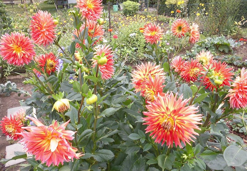 Dahlienknollen ausgraben und überwintern (Foto: W. Schumann)