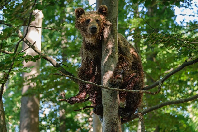 Noch geht es für die Bären in Worbis hoch hinaus, bald aber schon wird es ruhiger zugehen (Foto: Bärenpark Worbis)