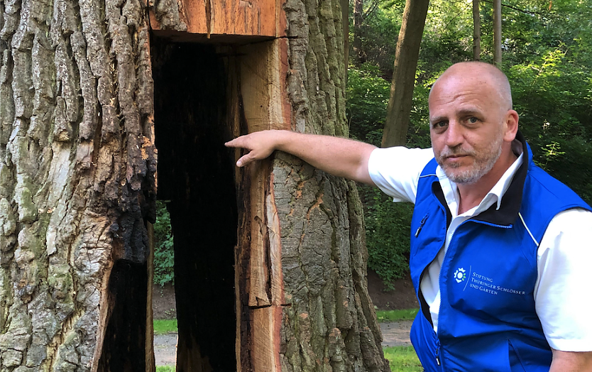 Schloss- und Parkverwalter Manuel Mucha von der Stiftung Thüringer Schlösser und Gärten zeigt den bei Löscharbeiten freigesägten Baum (Foto: STSG, Franz Nagel)
