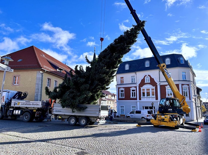 Die 11 Meter hohe Fichte ist der Worbiser Weihnachtsbaum für dieses Jahr (Foto: Leinefelde-Worbis)