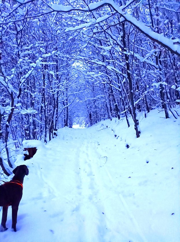 Dogge Barney ist von dem vielen Schnee verzaubert (Foto: Sophie Schröder)
