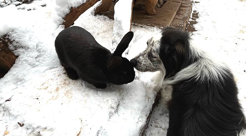 Trotz der Unterschiede gehen unsere Tiere sehr respektvoll miteinander um (Foto: Monika Rasch)