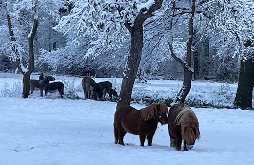 Ein verschneiter Wintermorgen bei den Tieren (Foto: Olaf Dobrzykowksy aus Nordhausen )
