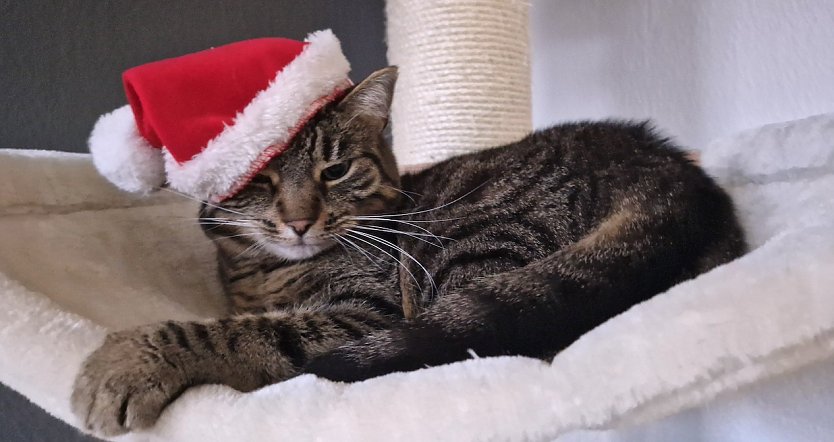 Katze Lou freut sich auf Weihnachten und hat schon die große Mütze auf (Foto: Lisa Sindermann)