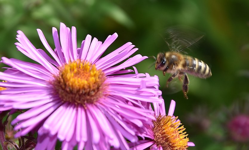 Biene im Anflug auf Nektar (Foto: T.Soszynsiki)