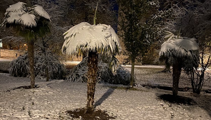 Wenn der Winter in den Kurpark von Bad Langensalza zurückkehrt, sind die hier abgebildeten Palmen schon in ihrem kuschligen Winterquartier (Foto: oas)