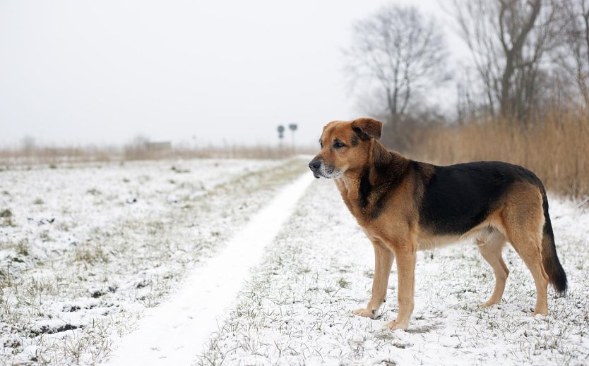 Glatteis und Streusplit machen Vierbeinern im Winter das Leben schwer (Foto: Christopher Koch)