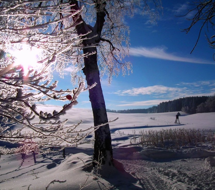 Auch der aktuell starke Frost mit zweistelligen Minustemperaturen schadet den Waldbäumen nicht (Foto: ThüringenForst)
