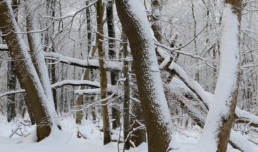 Winter im Nationalpark Hainich (Foto: R. Biehl)