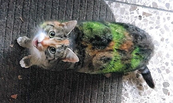 Besprühte Katze in Westgreußen (Foto: Polizei)