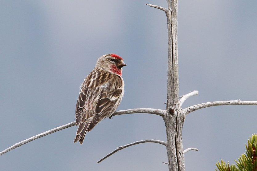 Seltener Gast aus dem Norden - der Birkenzeisig (Foto: C. Moning)