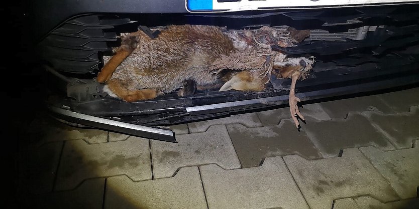Fuchs mit Huhn im Maul überlebte seinen nächtlichen Beutezug nicht (Foto: Silvio Dietzel)