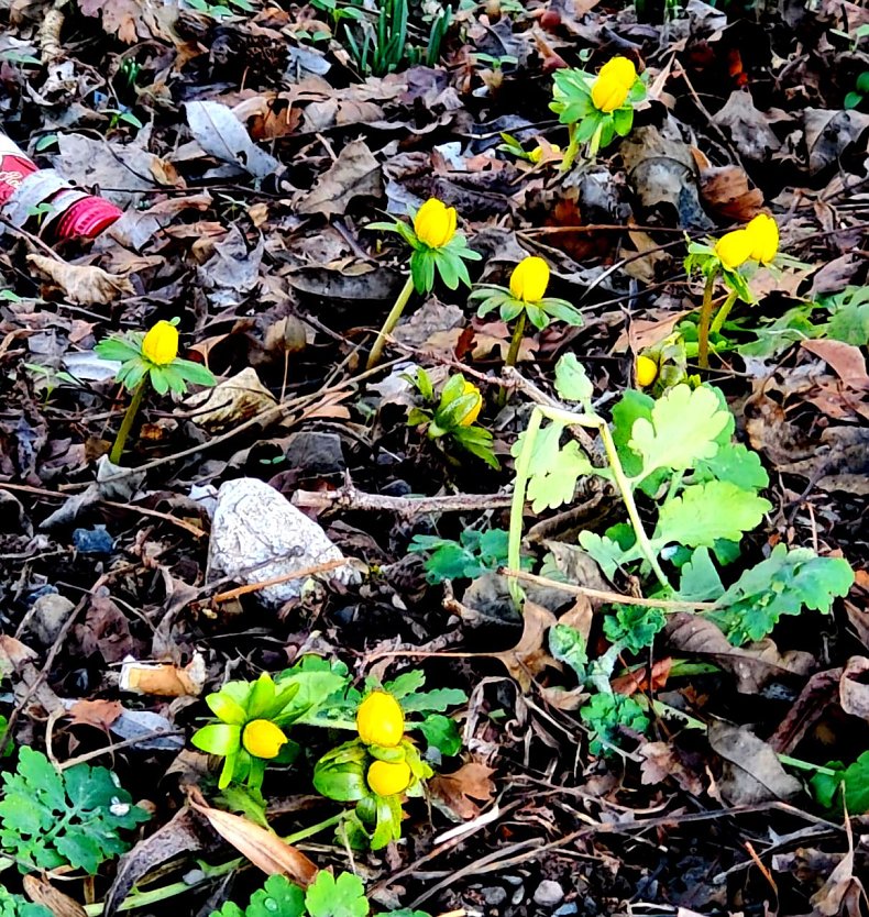 Die ersten Winterlinge im Südharz (Foto: Peter Blei)