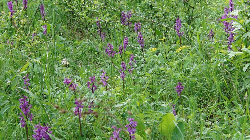 Das Stattliche Knabenkraut (Orchis mascula) ist häufiger und anpassungsfähiger, als das Blasse Knabenkraut. Jedoch leiden vor allem seine Wiesenbestände unter einem Umbau der Magerrasen als Folge ungeeigneter Bewirtschaftung, so dass es zurückgeht.  (Foto: Bodo Schwarzberg)