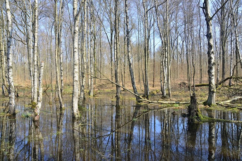 ie im Freistaat seltenen Moorbirken, wie hier an der Hainleite, überstehen durchaus wochenlange Überflutungen, die häufigeren Fichten und Buchen gefallen die „nassen Füße“ dagegen nicht  (Foto: Dr. Horst Sproßmann)