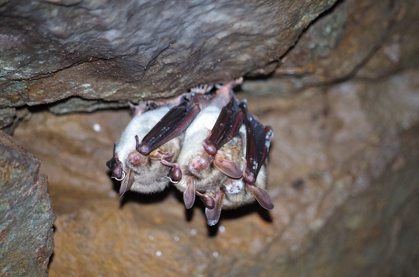 Fledermäuser in der Heimkehle (Foto: M. Fritze)