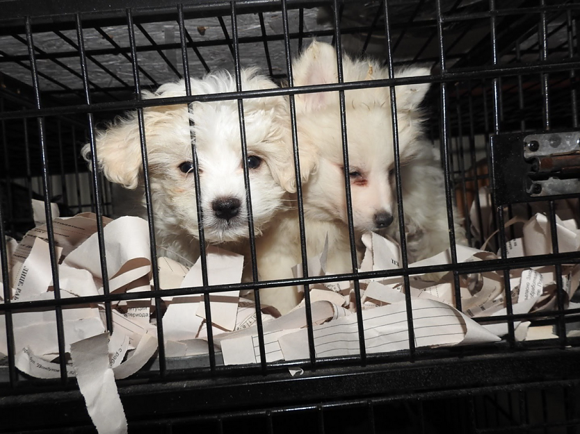 Welpenreport - über 800 Hunde wurden 2023 beschlagnahmt (Foto: Vier Pfoten)