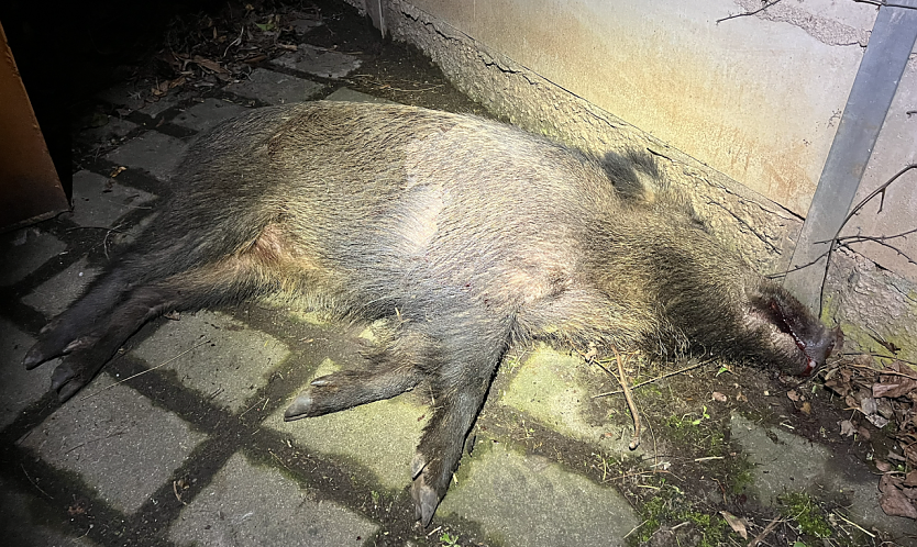 Getroffen und entschlummert (Foto: S. Dietzel)