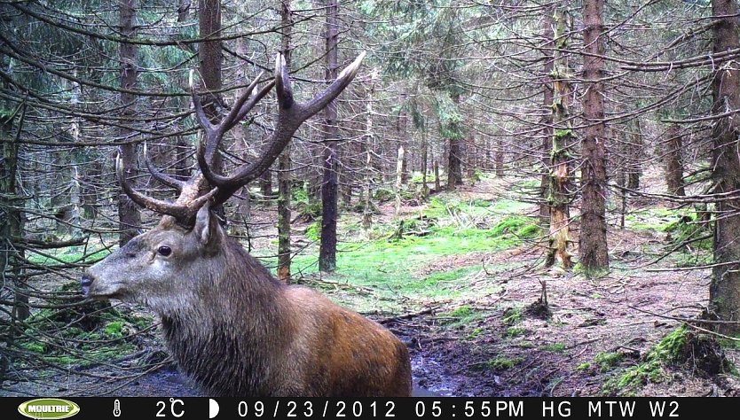 Dieser kapitale Hirsch löste eine ThüringenForst-Wildkamera aus. Stangensammler sind auf seine imposanten Geweihstangen aus (Foto: ThüringenForst)