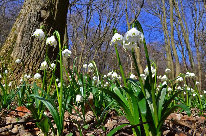 Märzenbecher, Märzglöckchen oder auch Frühlings-Knotenblume (Foto: Rüdiger Biehl)