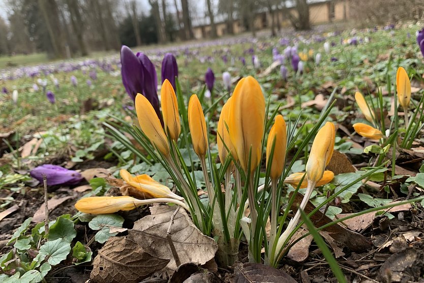 Frühlingsboten (Foto: Eva Maria Wiegand)