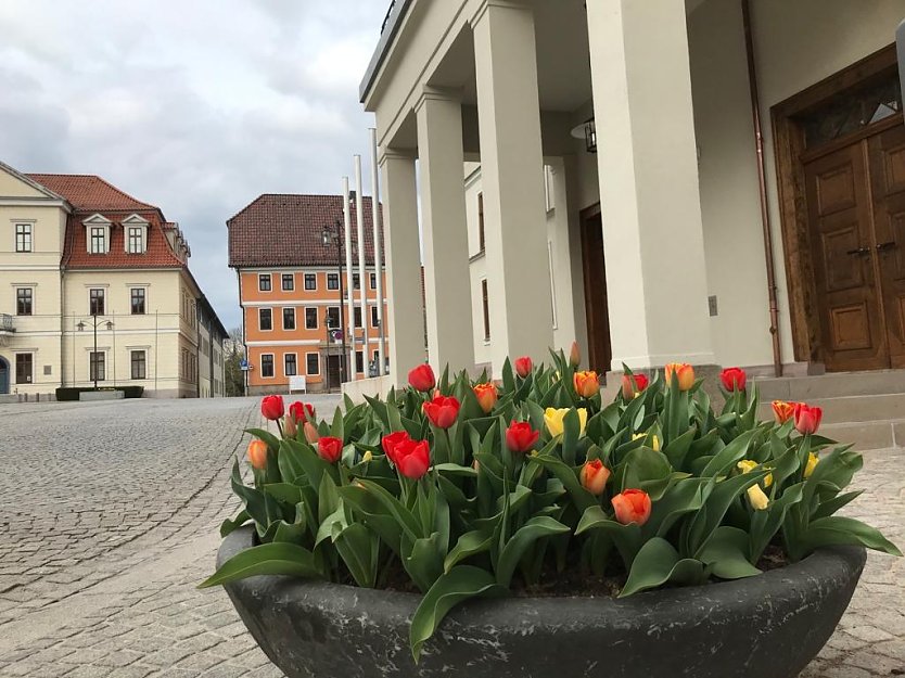Sondershäuser Rathaus im Frühjahr (Archiv) (Foto: Eva Maria Wiegand)