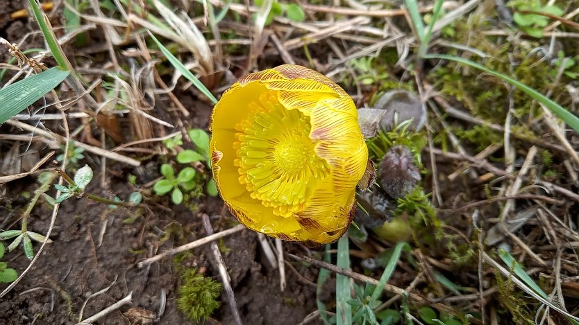 Das Frühlings-Adonisröschen zeigt seine ersten Blüten. (Foto: Jürgen Wagner Wallhausen)